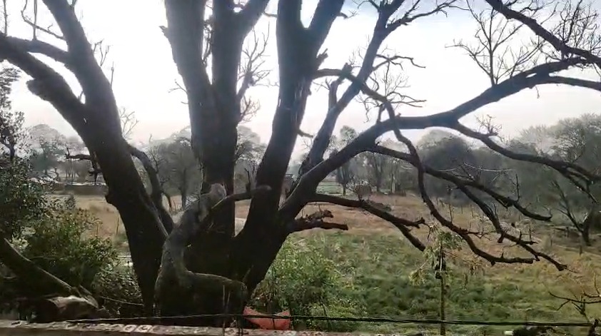 आंधी, बारिश और ओलावृष्टि ने मऊरानीपुर के किसानों पर ढाया कहर, हुआ भारी नुकसान।